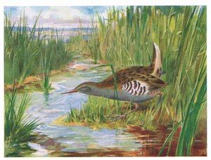 Water Rail, Illustration from British Birds by Kirkman & Jourdain, 1966